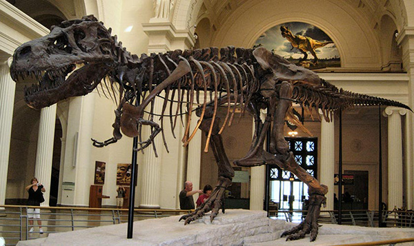 The American Museum of Natural History