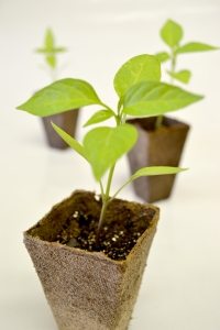 1415159_jalapeno_seedlings_2