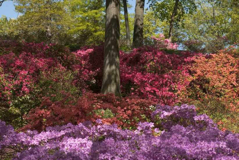 New York Botanical Garden: Azaela Garden