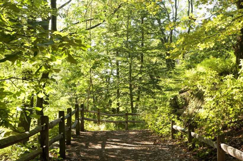 New York Botanical Garden: Thain Family Forest