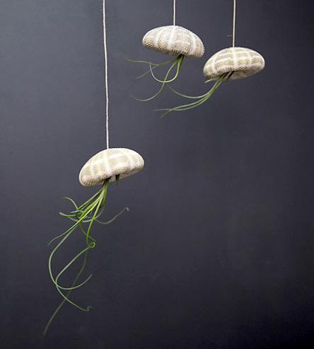 DIY Jellyfish Air Plant Hanging Kit from Scout Mob 