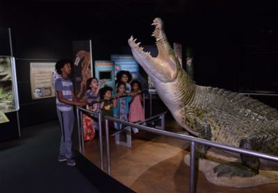 Saltwater crocodile replica