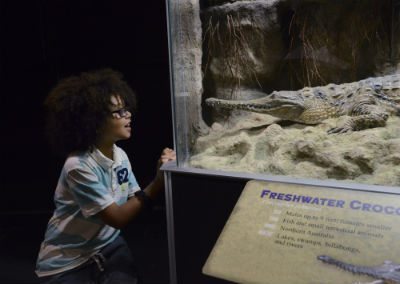 Freshwater crocodile