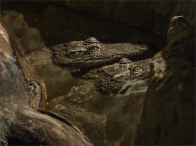 Siamese crocodile