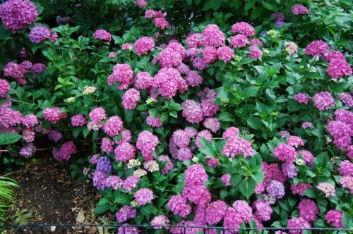 Hydrangea Hurrah in Madison Square Park