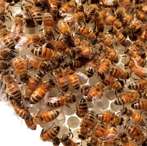 Staten Island Bee Gala