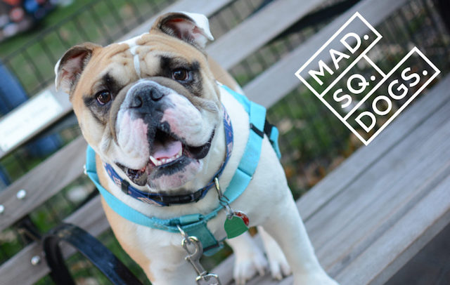 Madison Square Park Dog Run