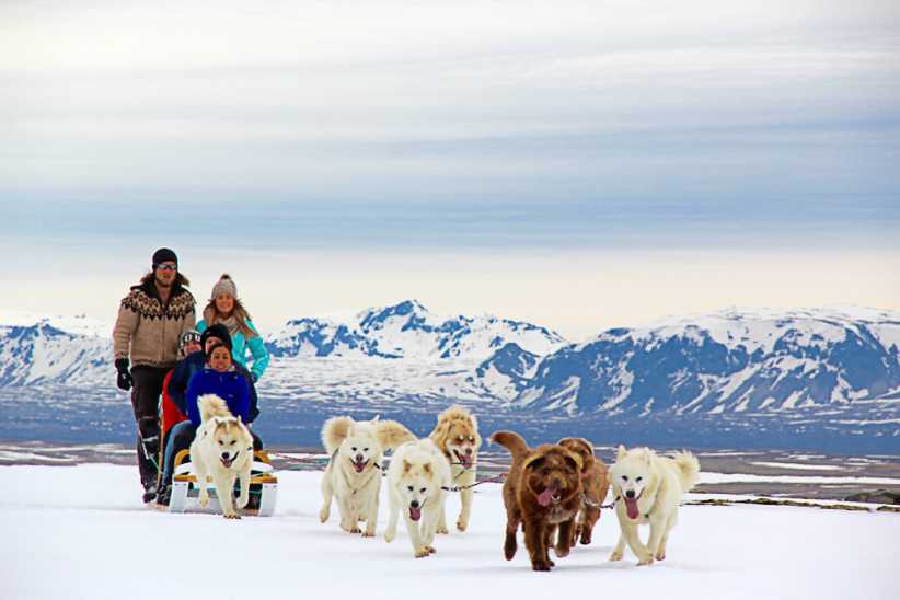Dog Sledding At Hilltown Sleddogs