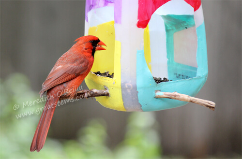 Make a Bird Feeder