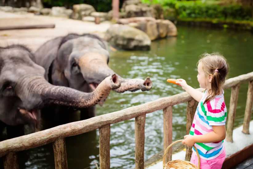 A child in a striped shirt and pink shorts feeds two elephants at a zoo, reaching over a wooden fence with water and rocks behind.