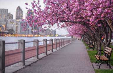 A scenic riverside walkway lined with blooming pink cherry blossom trees, benches, and city buildings glowing in the background.