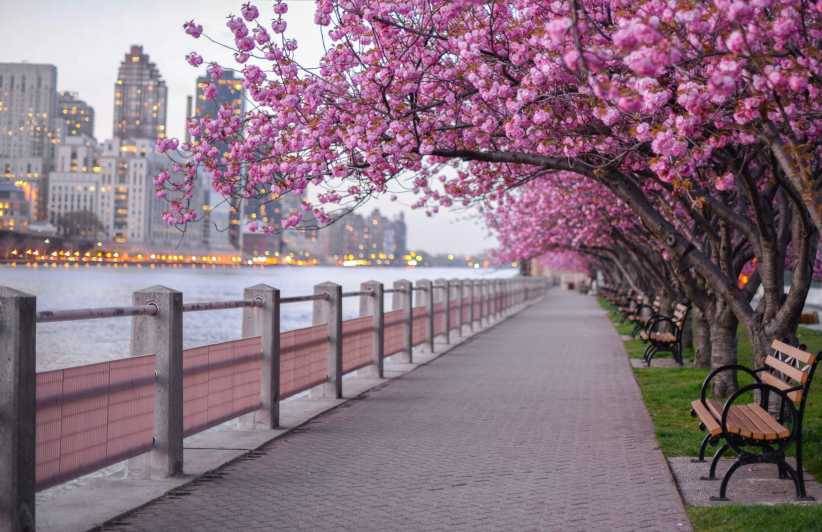A scenic riverside walkway lined with blooming pink cherry blossom trees, benches, and city buildings glowing in the background.