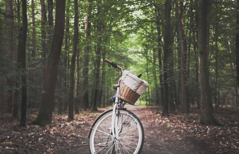 A white bicycle with a woven basket stands alone on a dirt path surrounded by tall green trees in a peaceful forest. A white bicycle with a basket stands on a dirt path, surrounded by tall green trees in a peaceful, sunlit forest.