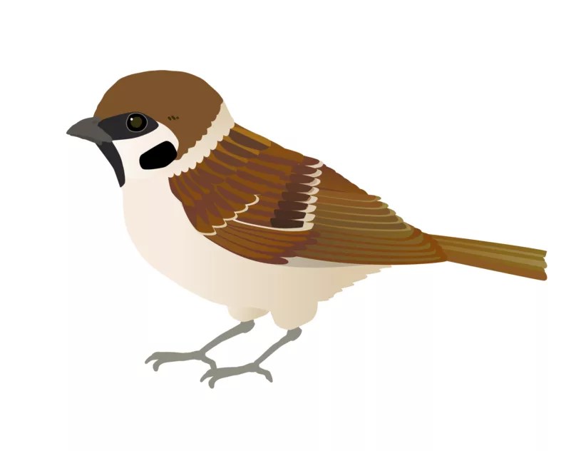 Illustration of a brown and white sparrow with detailed feathers, standing and facing left on a plain white background.