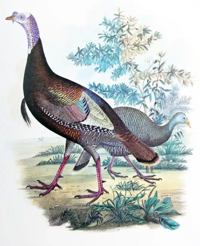 Illustration of two wild turkeys with iridescent feathers and long legs, walking on grassy ground with green foliage and trees in the background.