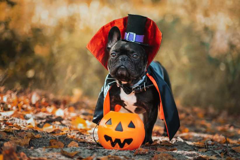 10 Halloween Pet Parades in NYC and on Long Island