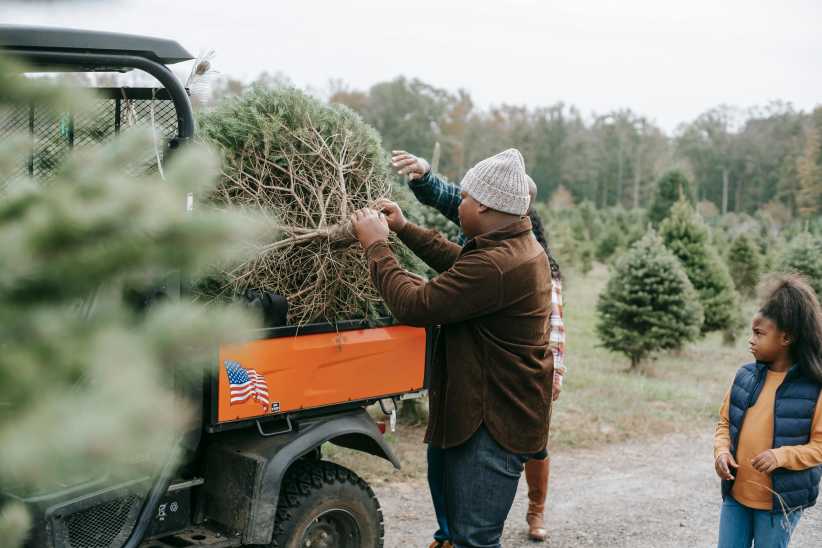 A person loads a Christmas tree onto an orange vehicle, with others standing nearby outdoors among rows of evergreen trees.