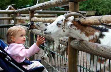 child-at-zoo