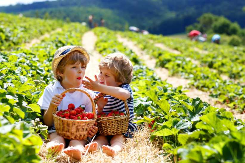 Two young children sit in a strawberry field holding baskets full of freshly picked strawberries, sharing the fruit and enjoying a sunny day outdoors.