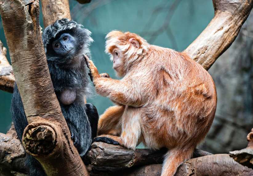 A black monkey and an orange monkey sit together on tree branches, interacting gently in a forested enclosure.