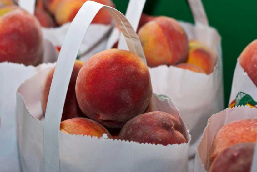 10 Great Peach Picking Places Near NYC