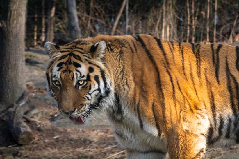 A tiger stands in a forest clearing, showing its orange fur and black stripes while gazing intensely at the camera.