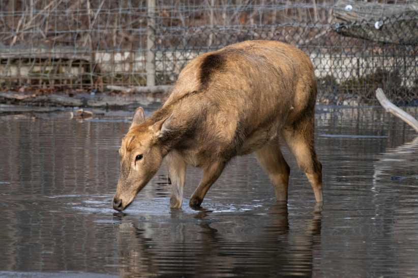 A brown deer stands in shallow water, lowering its head to drink, with a wire fence and bare branches in the background.