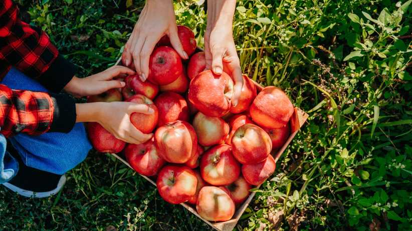 17 Places for Apple Picking In and Around Westchester