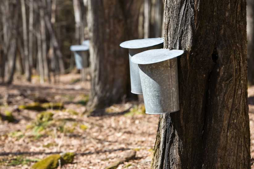 ChatGPT said:Metal buckets hang from maple trees in a forest to collect sap for maple syrup, with sunlight filtering through bare branches.