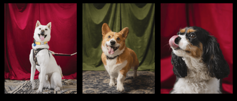 The Dumbo Projection Project Returns for 2025!