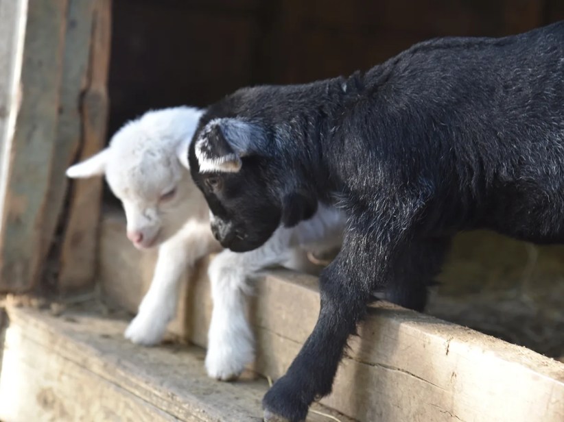 Photo courtesy of Harbes Family Farm