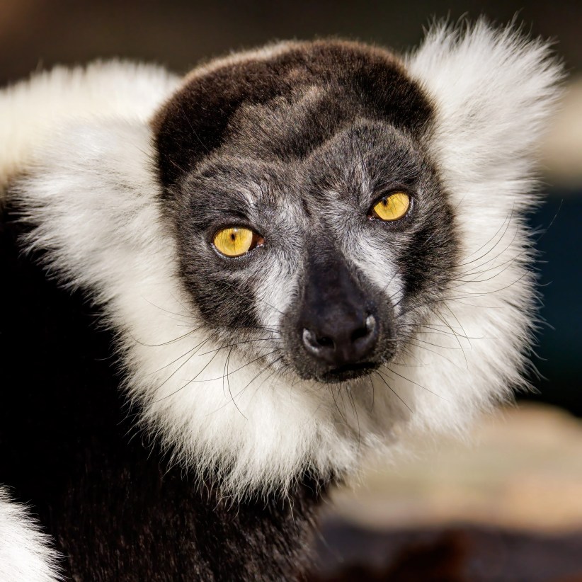 Photo courtesy of Long Island Game Farm