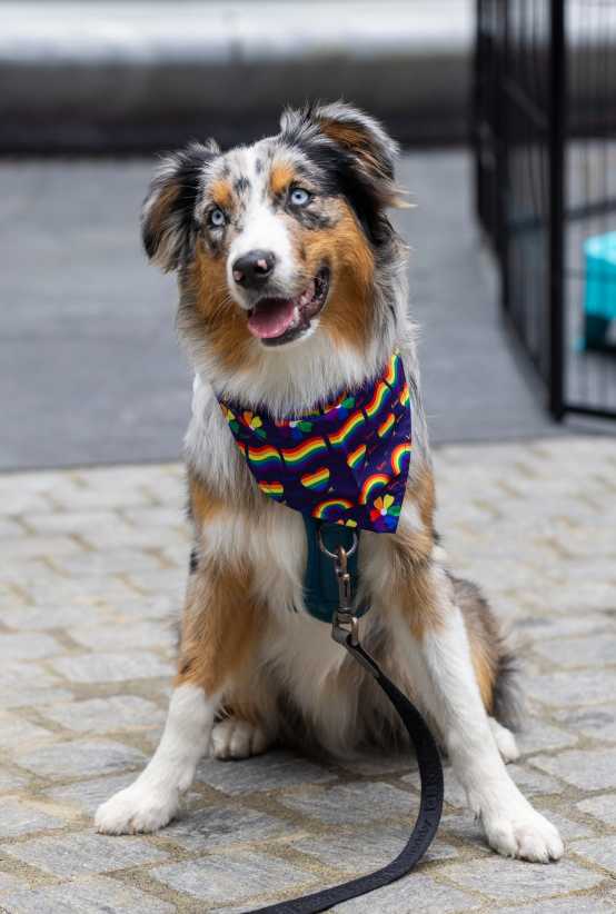 Woof Fest Returns: A Pride Celebration for Pups, Kids, and the Whole Family!