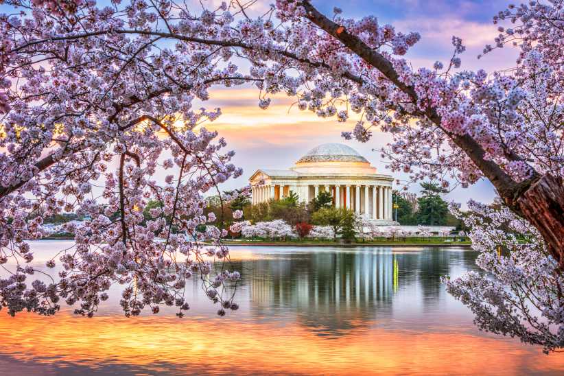 The Jefferson Memorial is framed by blooming cherry blossom branches, overlooking the tranquil water at sunset in Washington, D.C.