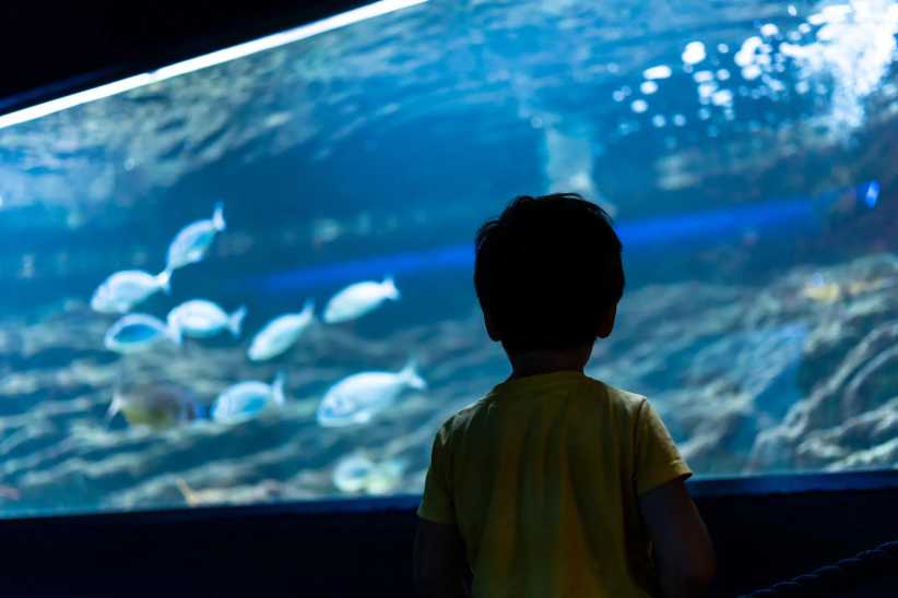 A child wearing a yellow shirt gazes at an aquarium tank filled with swimming fish, illuminated by blue water and soft lighting.