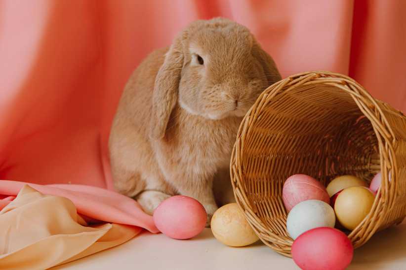 10 Fun Easter Egg Hunts in Westchester