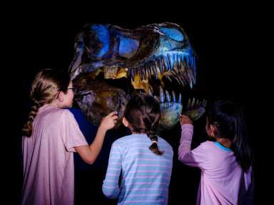 A Night at the Museum Sleepovers Are Back at AMNH!