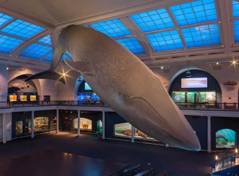 A Night at the Museum Sleepovers Are Back at AMNH!