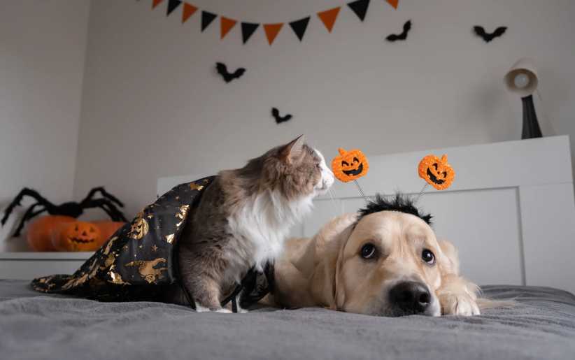 Pumpkins, Puppies & Parades: 10 Pet-Friendly Fall Events on Long Island