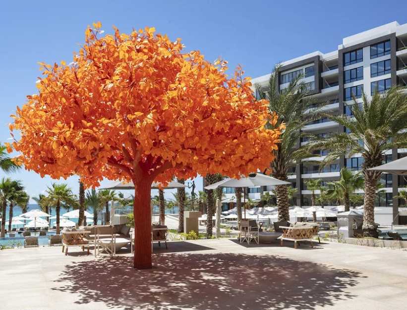 Garza Blanca los cabos orange tree