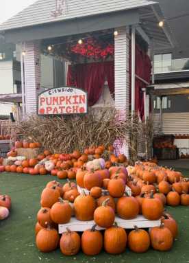 A Parent’s Guide to Cityside Pumpkin Patch in Queens 
