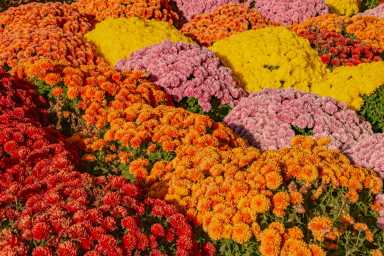 Best Nurseries in Queens and Nassau for Fall Plant Shopping