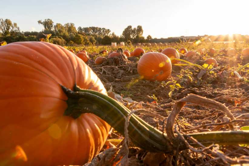 Green Meadows Farm Brings Pumpkin Weekends to Queens